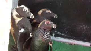 Oiled African penguins and their chicks admitted to SANCCOB Eastern Cape