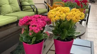 نباتاتي .. طرق العناية بنبات الكلانشو  - داخل وخارج المنزل / نسمات زاكروس - قناة زاكروس