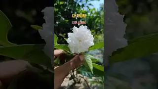 Crep Jasmine | Chandni | টগর ফুল | summer bloom Basata Garden #ytshorts #ytshortsindia #viralvideo