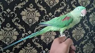 Alexandrine Parrot skill free fly