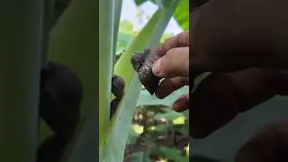 Found three snails on a banana tree #snail #hunting #animals #shorts