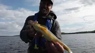 Fishin' Lake County: Walleye Fishing in Birch Lake near Ely, MN