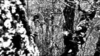 STRYDWOLF - DUNKLE WÄLDER