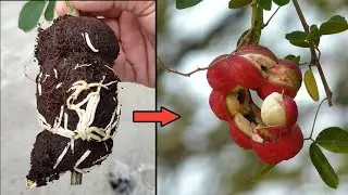 Growing Jungle Jalebi plant from cloning the mother plant . // Airlayering in Pithecellobium dulce .
