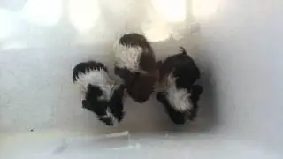 Swimming guinea pigs