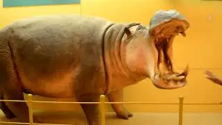 NAIROBI NATIONAL MUSEUM  IN 10 MINUTES