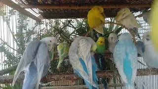 🐦 Ultimate Hobbyist Guide &mdash; Healthy, CUTE, High Value Budgies