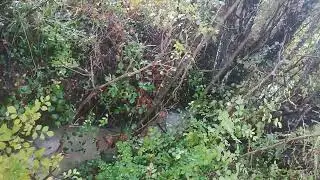 Le chant du Ru ( M&eacute;lodie F&eacute;erique de l'eau ) Hommage aux Ondines