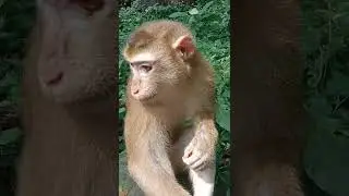Riky & Sovana face cute #monkey #shorts