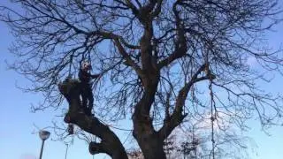 Treescapes Scotland Falkirk