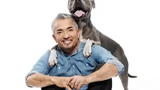 Cesar 911 season 3   The Seinfeld   Advanced Dog Training Tips and Tricks