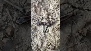 Two lined salamander!