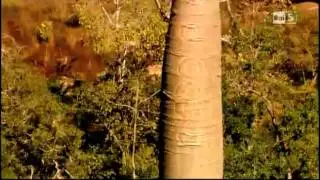 La Terra Vista dal Cielo - La Foresta - 1° parte - 1/2