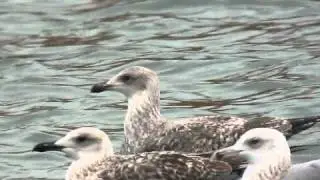 Yellow-legged Gull (Larus michahellis), 1cy, 10.9.2010, Aarhus Harbor