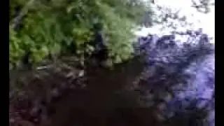 Carnegie Lake Northern Water Snake
