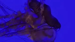 The Pacific Sea Nettle: Nature&rsquo;s Floating Phantom #pacificseanettle #jellyfish #aquarium #relax