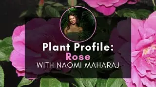 Plant Profile: Rose