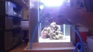 Pico/Small Aquarium Spot Cleaning Device that's Cheap and Easy