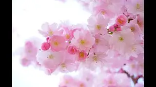 Relaxing Music, Relaxing Sound with Violin (