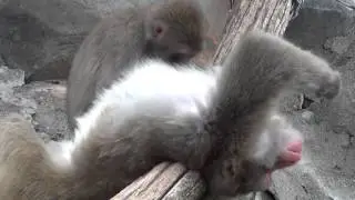 長野市 城山動物園の猿