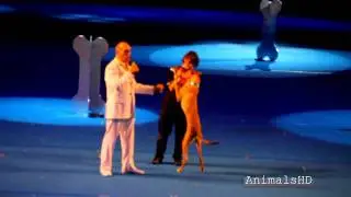 Pharaoh Hound Incredible Jump at PNE Vancouver