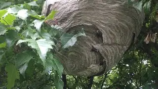 Abejas Canadienses / Canadian bees #bees