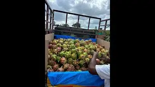 Taiwanpinkdragonfruit @realFRIENDSBengali @sksajol3038 @SahooFarmAndFarming