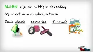 MKMK - Indeling 4 rijken op basis en de indeling van het Plantenrijk