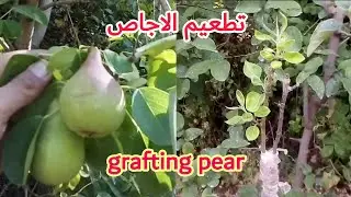 تطعيم (تلقيم) الاجاص أو الكمتري على شجرة السفرجل