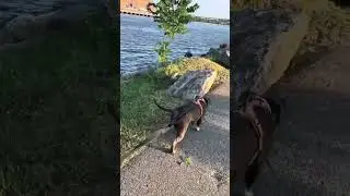 Sunset walk with Coco at Randal&rsquo;s Island #pitfamily #cocoadventures #dogmom #summertime