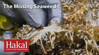 The Missing Seaweed