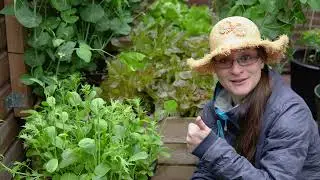 Top 5 EASY Spring Vegetables to Grow in a Backyard Container Garden! - Barney's Backyard Episode 2