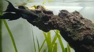 Black Molly Eating Black Brush Algae