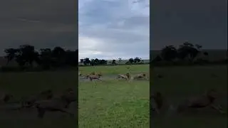 6 Male Lions Attack Their Brother | Masai Mara