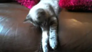 Simba le chat n&deg;2