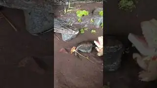 how to catch giant snakehead animal crossing- SNAKEHEAD FISH #shorts  #fish #channa #viralvideo