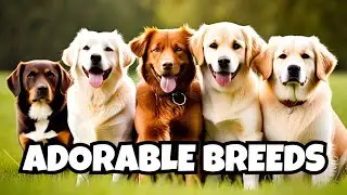 5 Most Affectionate and Loving Dog Breeds