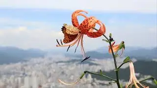 Beautiful Butterflies & Flowers 4K | The Best Relaxing Piano | Sleep Relaxing Music |
