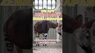Hewan Ini Mirip Zebra sama Zerapah, Namanya OKAPI. #feedshorts #shortvideo #viral