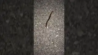 Giant desert centipede #herping #louisiana #arizona #inverts #swamp #lizard #herps #kingsnake