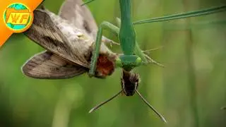 Why Death by Praying Mantis is the WORST Way to Go...