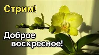 Подарки из Ташкента и новая орхидея-бабочка!🔥❤️&zwj;🔥🔥