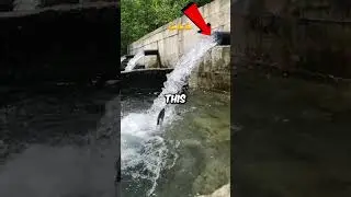 Самая сильная рыба в мире?!