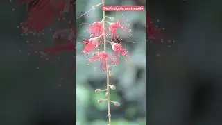 Barringtonia acutangula #timelapse #plants #relax #shorts