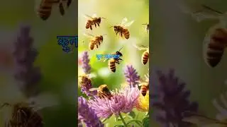 mahako rang r basana kina farak hunxa