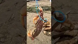 Крабы Double Keeper Dungeness с берега #краб #рыбалка #ловлякрабов #рыбалка #ловушкадлякрабов #