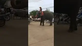 Clever elephant using its truck to pass items to owner