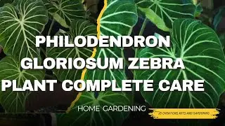 Philodendron Gloriosum Zebra plant / creeper /tropical plant/ philodendron variety /home gardening