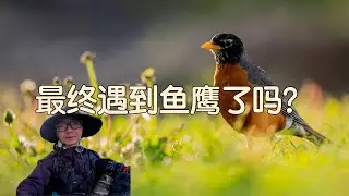 鸟类摄影:【轻徒步Vlog】期待鱼鹰出现的一天｜林肯公园写实日常