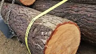 Taking a load of logs to Amish